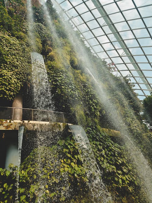 A Plants with Waterfalls