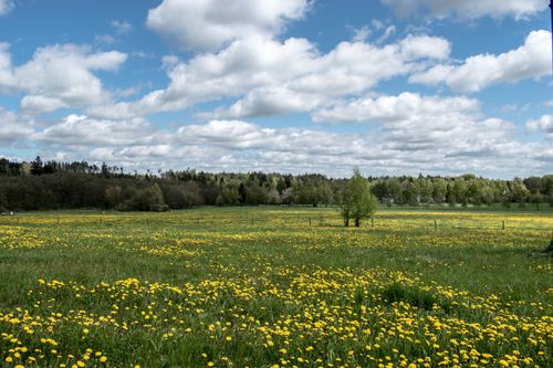 Free A scenic countryside landscape with a vibrant field of dandelions beneath a clear blue sky and fluffy clouds. Stock Photo