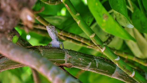 chameleon photo