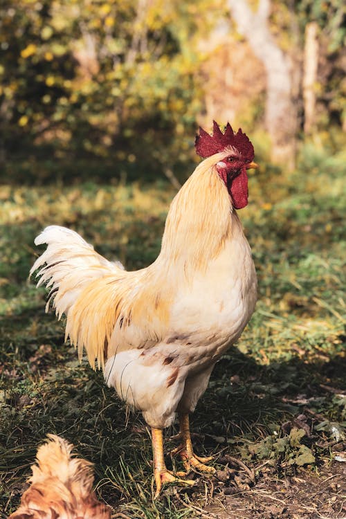 Free Close-Up Photo of a White Rooster on the Grass Stock Photo