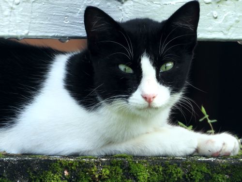 Free stock photo of black and white cat, cat, cats Stock Photo
