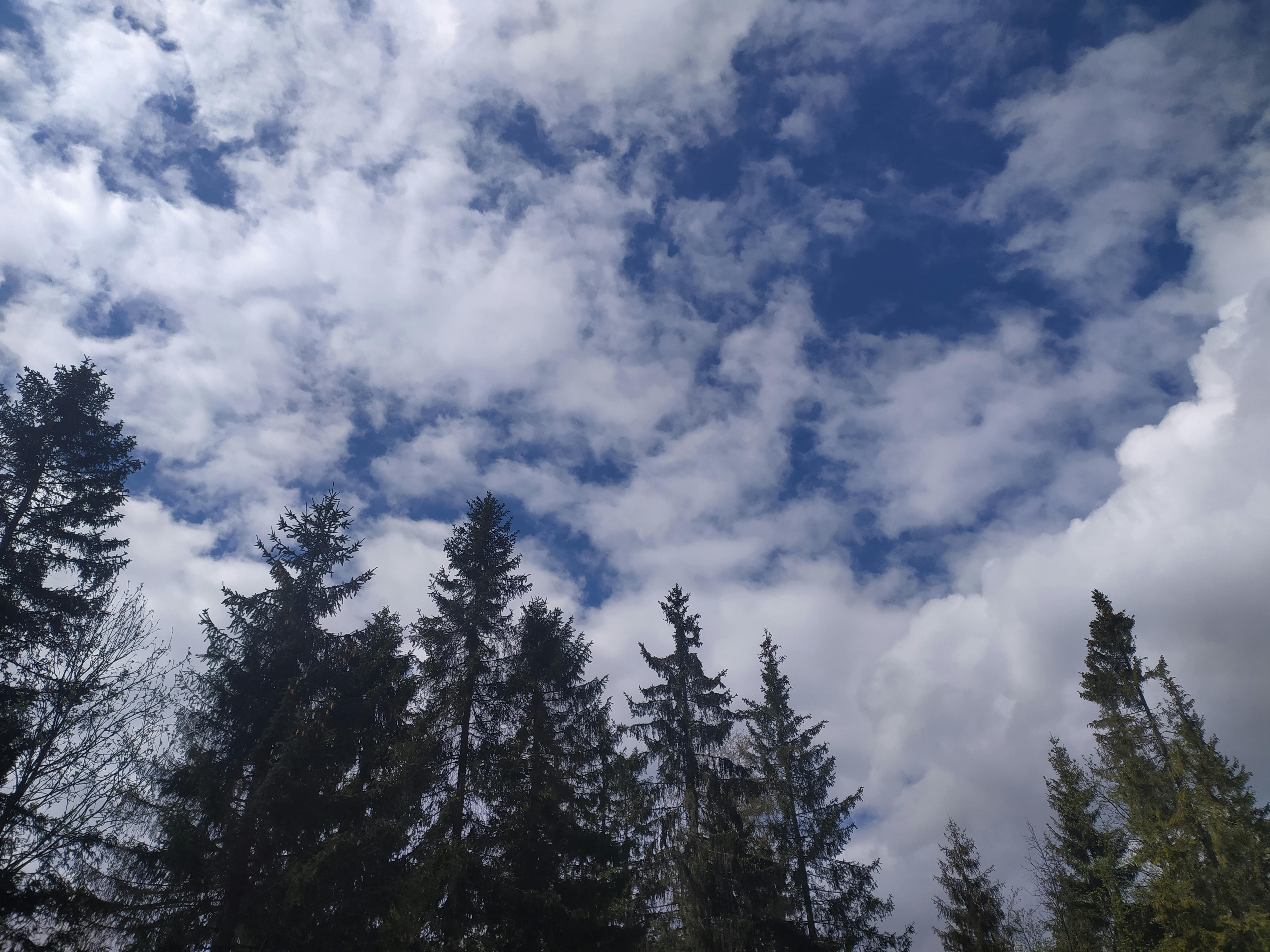 Beans sautéing in a pan with onions and spices