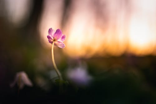 特写, 紫色小花, 綻放的花朵 的 免费素材图片