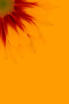 Close-up shot of a sunflower with petals seen against a vivid yellow background, providing ample copy space.