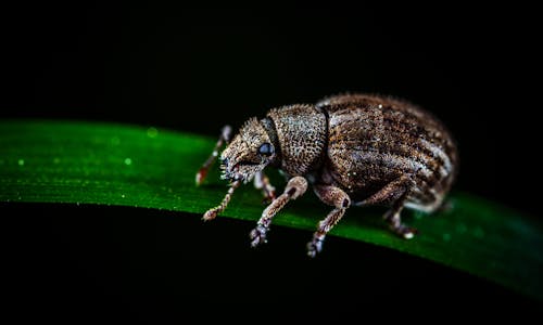 Δωρεάν στοκ φωτογραφιών με beetle, άγρια φύση, ασπόνδυλος