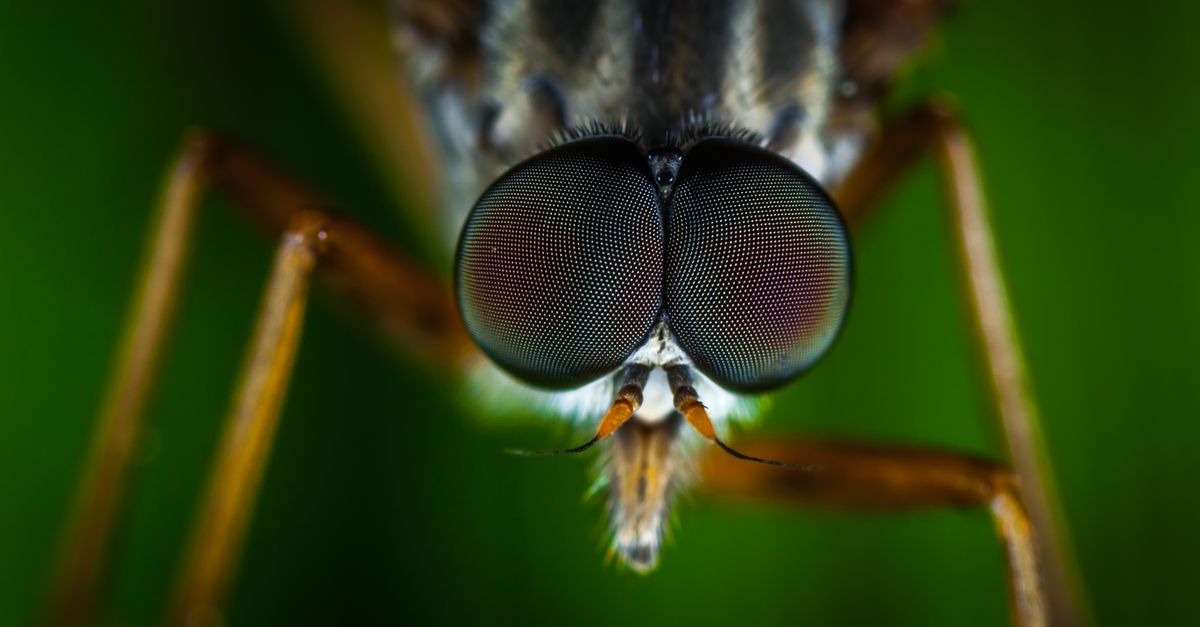 Mosquitoes Carrying Viruses Now Breeding in UK, Experts Warn