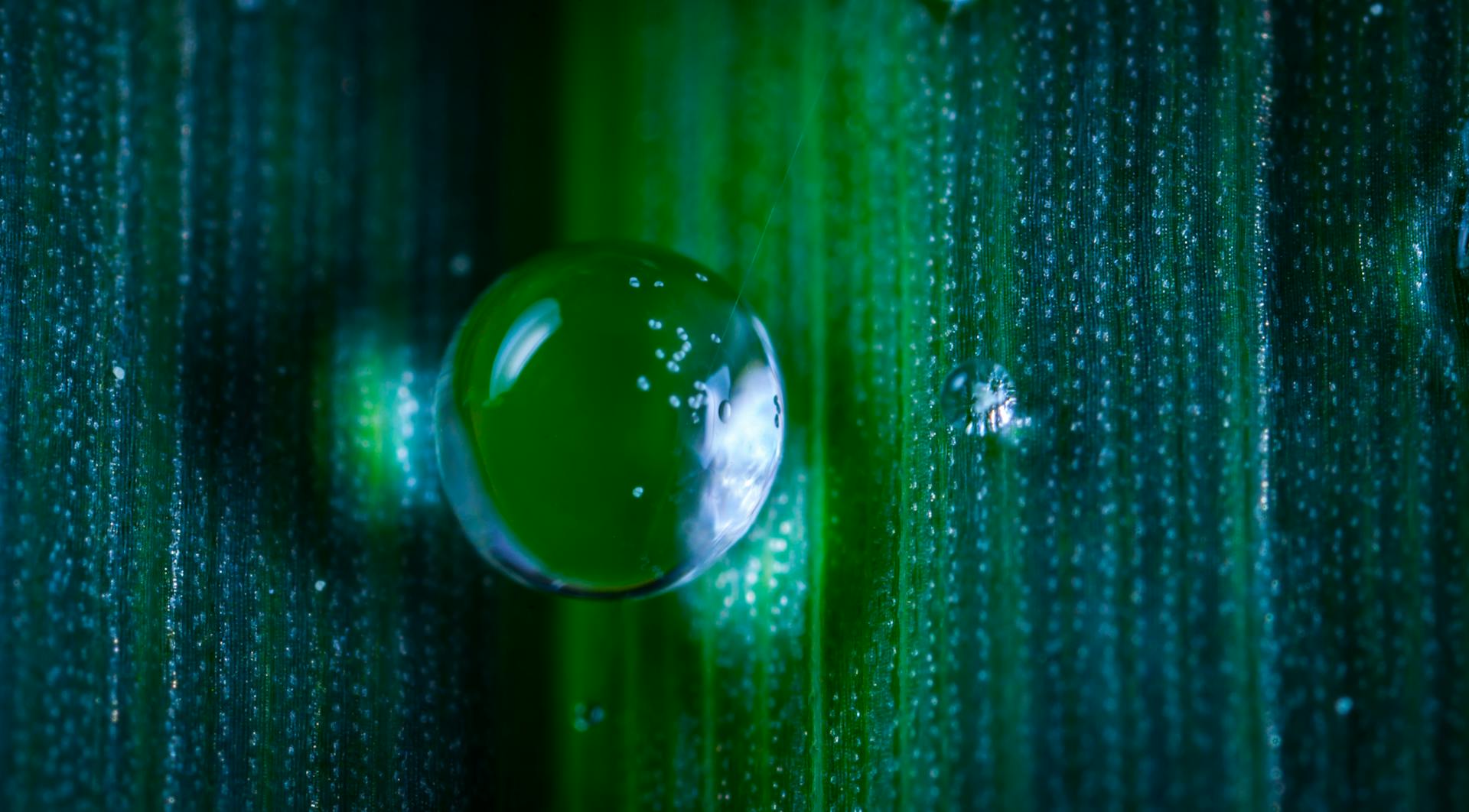 Closeup Photography of Dew