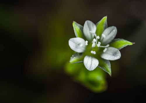 白色花瓣花的选择性焦点