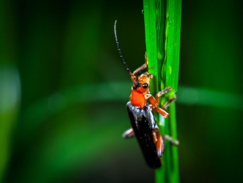 Free Macro photograph of an insect perched on a green leaf with vibrant details. Stock Photo