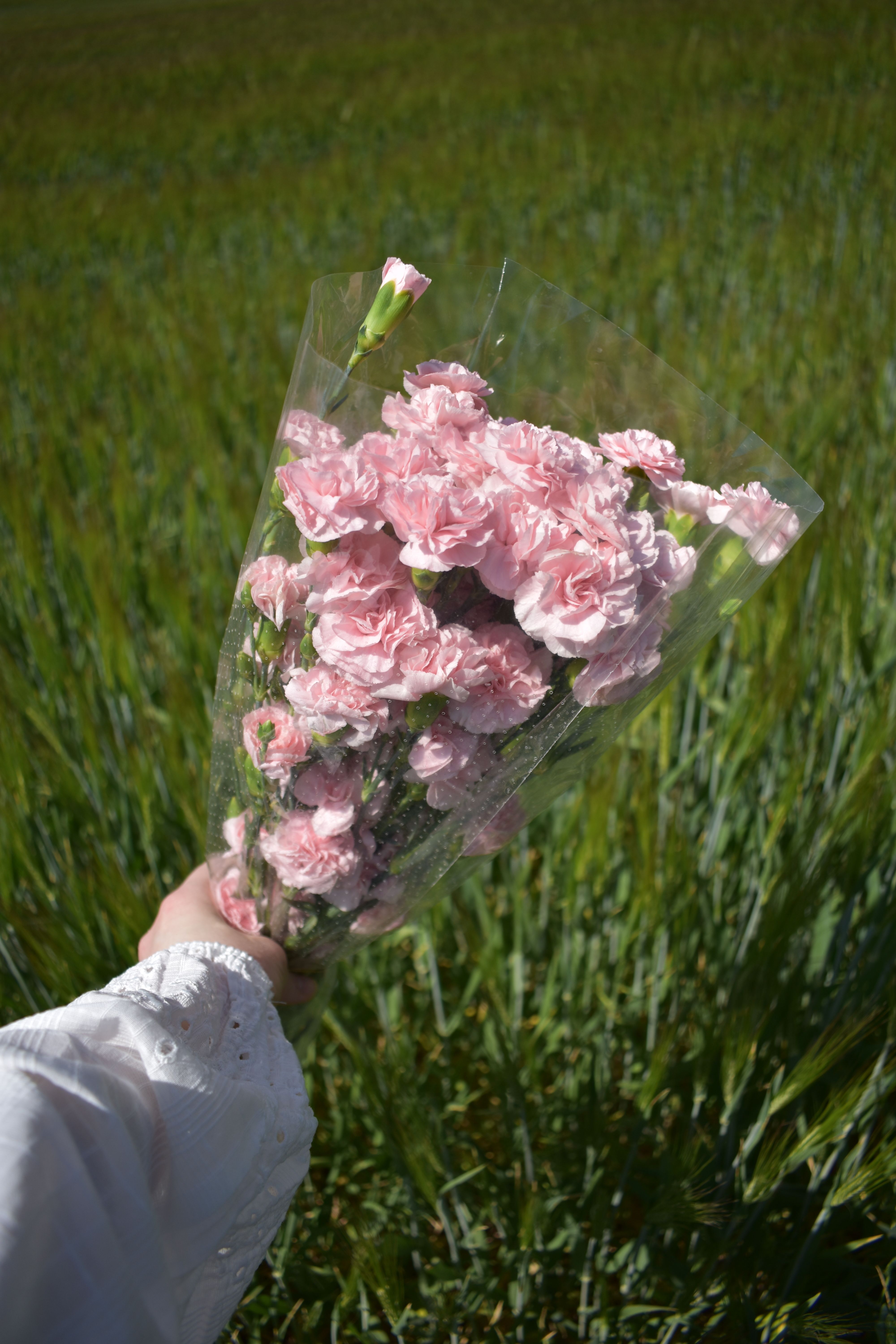A hand holds a bouquet of pink carnations in a green field on a sunny day.