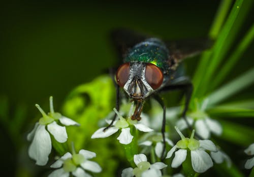 Free Focus Photography of Green Bottle Fly Stock Photo