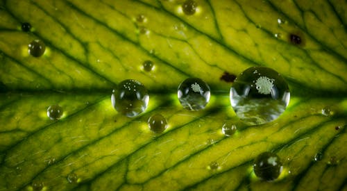 Schließen Sie Oben Fotografieren Sie Wassertropfen Auf Grünem Blatt