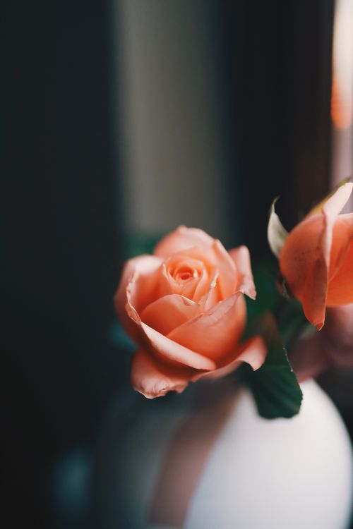 Free Blossoming orange rose with green stem and leaves placed in vase in daytime against blurred background Stock Photo