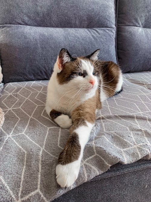 White and Brown Cat on Gray Sofa