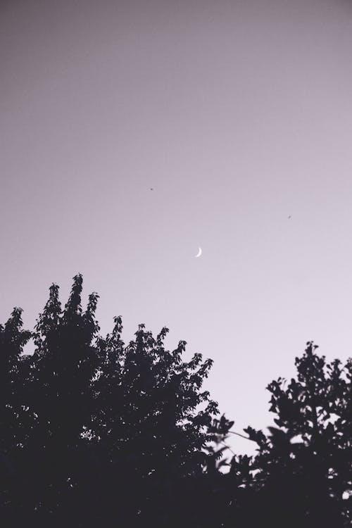 Free stock photo of calming, crescent moon, dreamy