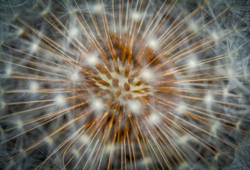 Macro Photography of Dandelion