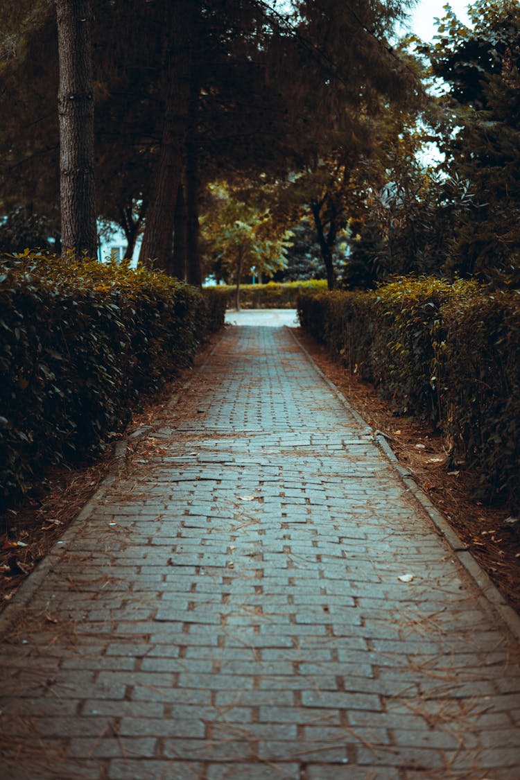 A Brick Pathway Between Shrubs