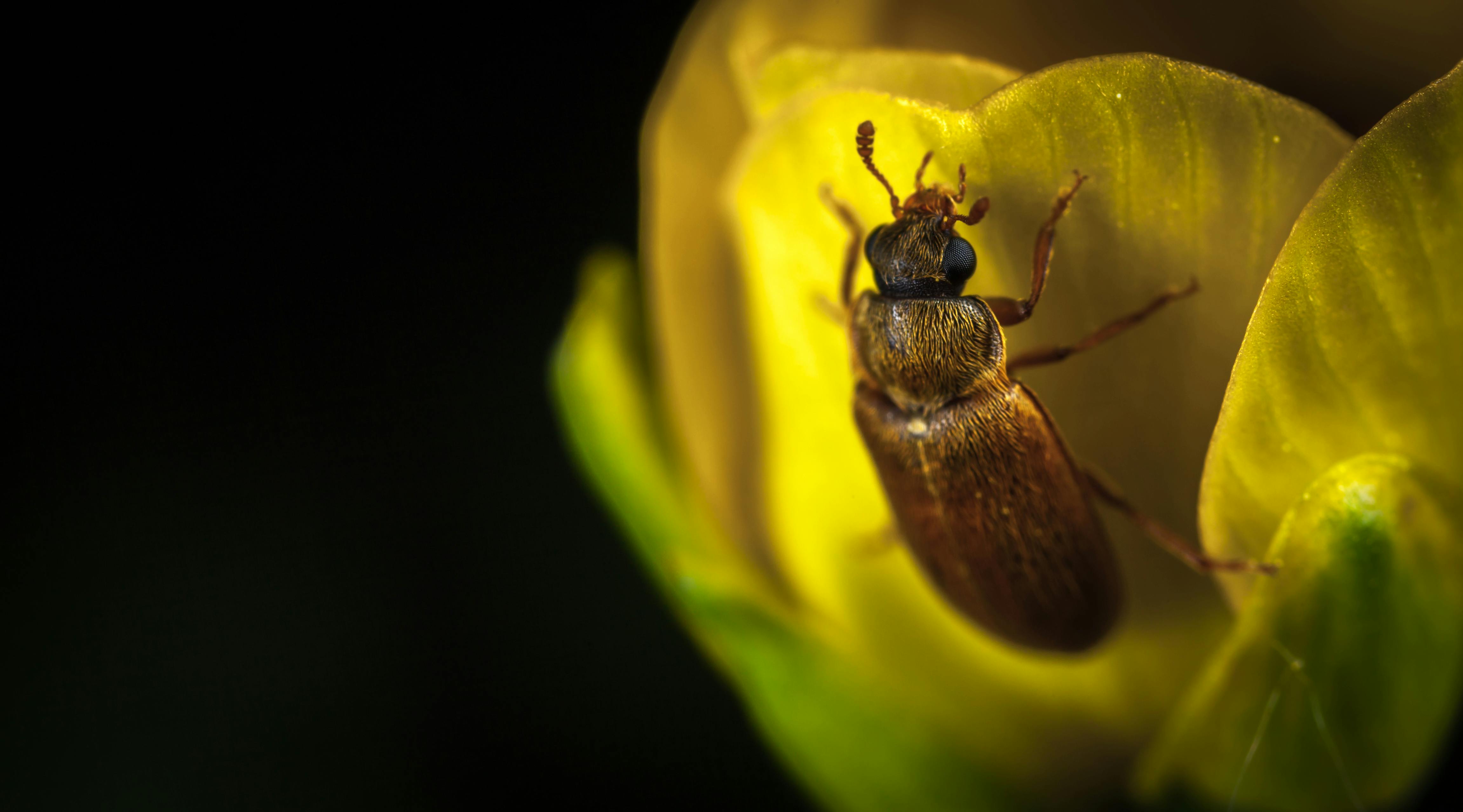 Macro Photography Brown Beetle on Yellow Flower · Free Stock Photo