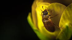 一张详细的宏观照片中，一只棕色甲虫栖息在充满活力的黄色花瓣上