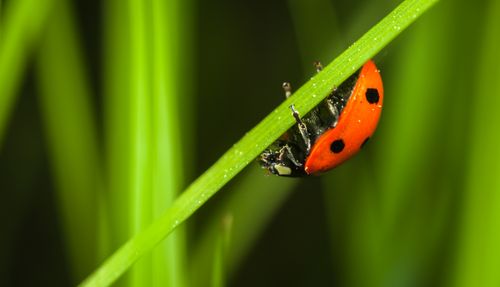 Free Macro shot of a vibrant red ladybug crawling on a green grass blade outdoors. Stock Photo