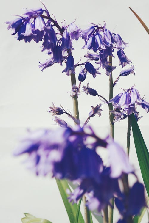 Free stock photo of blue, bluebell, close shot