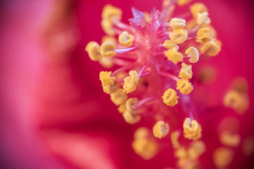 無料 ハイビスカス花粉のセレクティブフォーカス写真 写真素材