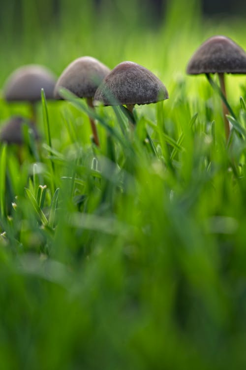 Mushrooms on Grass