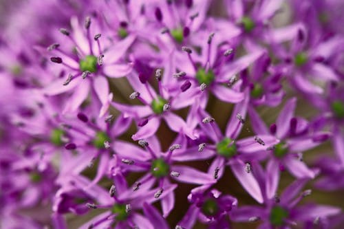 Ingyenes stockfotó közelkép, lila virágok, növényvilág témában