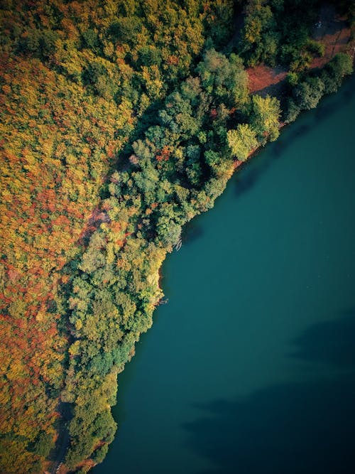 Free Aerial green forest with river Stock Photo
