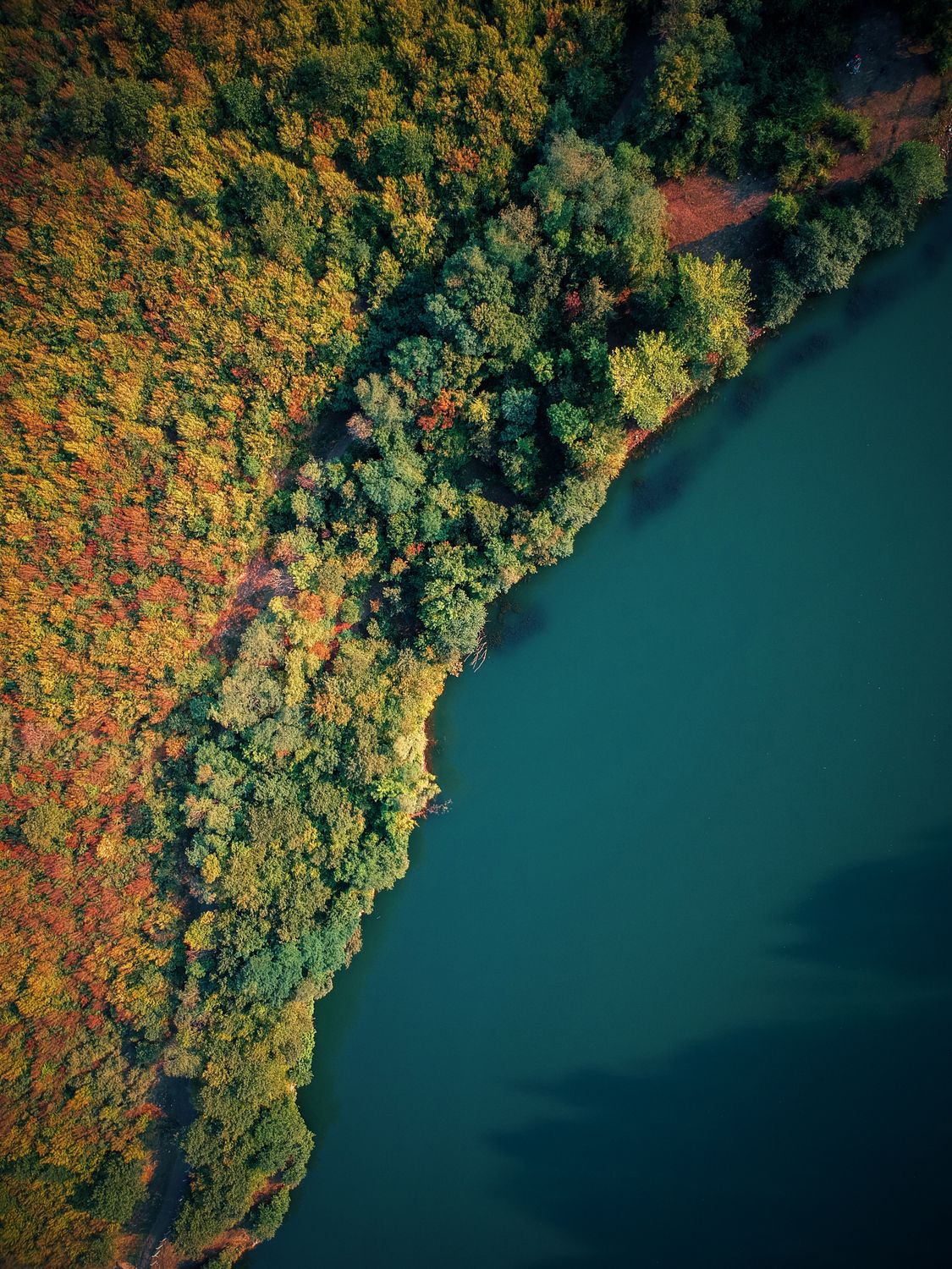 Aerial green forest with river · Free Stock Photo