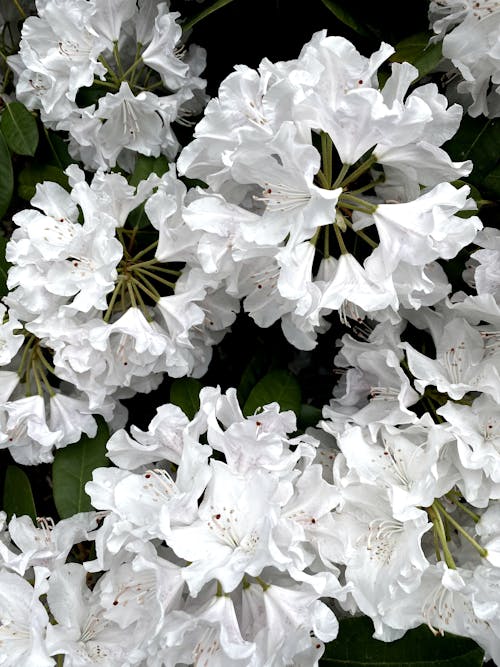 Clusters of White Flowers With Green Leaves