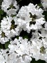 White Flowers With Green Leaves
