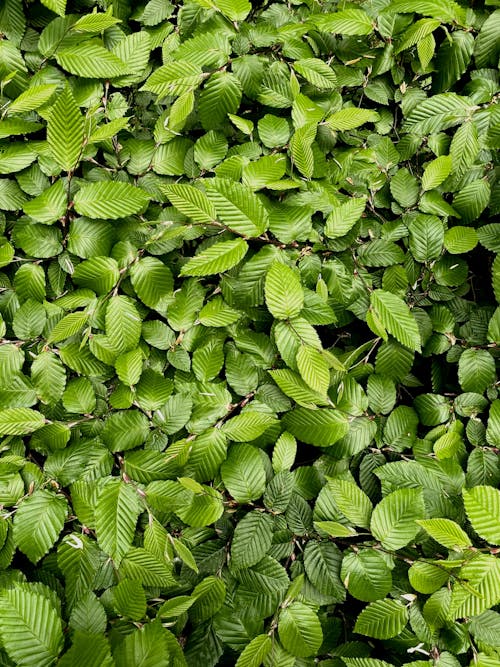 Plant With Green Leaves