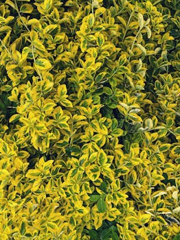 Close-up of vibrant Euonymus leaves with striking yellow and green patterns.