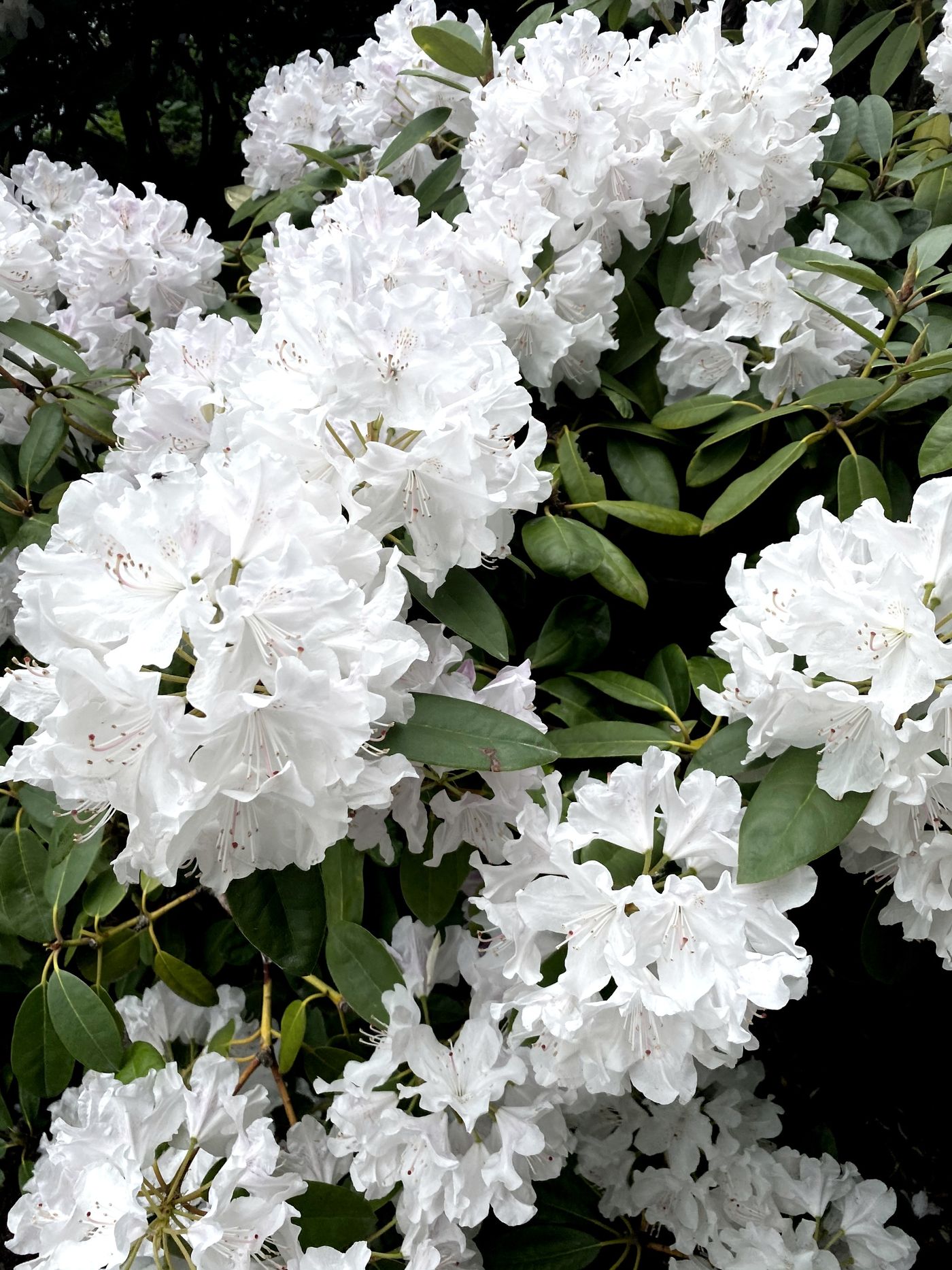 Kwiaty rododendronów z zielonymi liśćmi — bujny krzew różanecznika