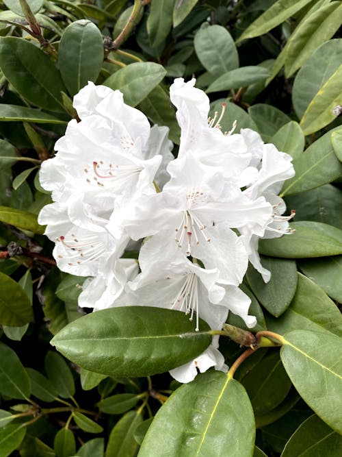 White Flower With Green Leaves in Close-up Photography