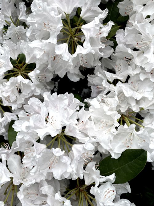 Clusters of White Flowers With Green Leaves