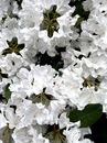 White Flowers With Green Leaves