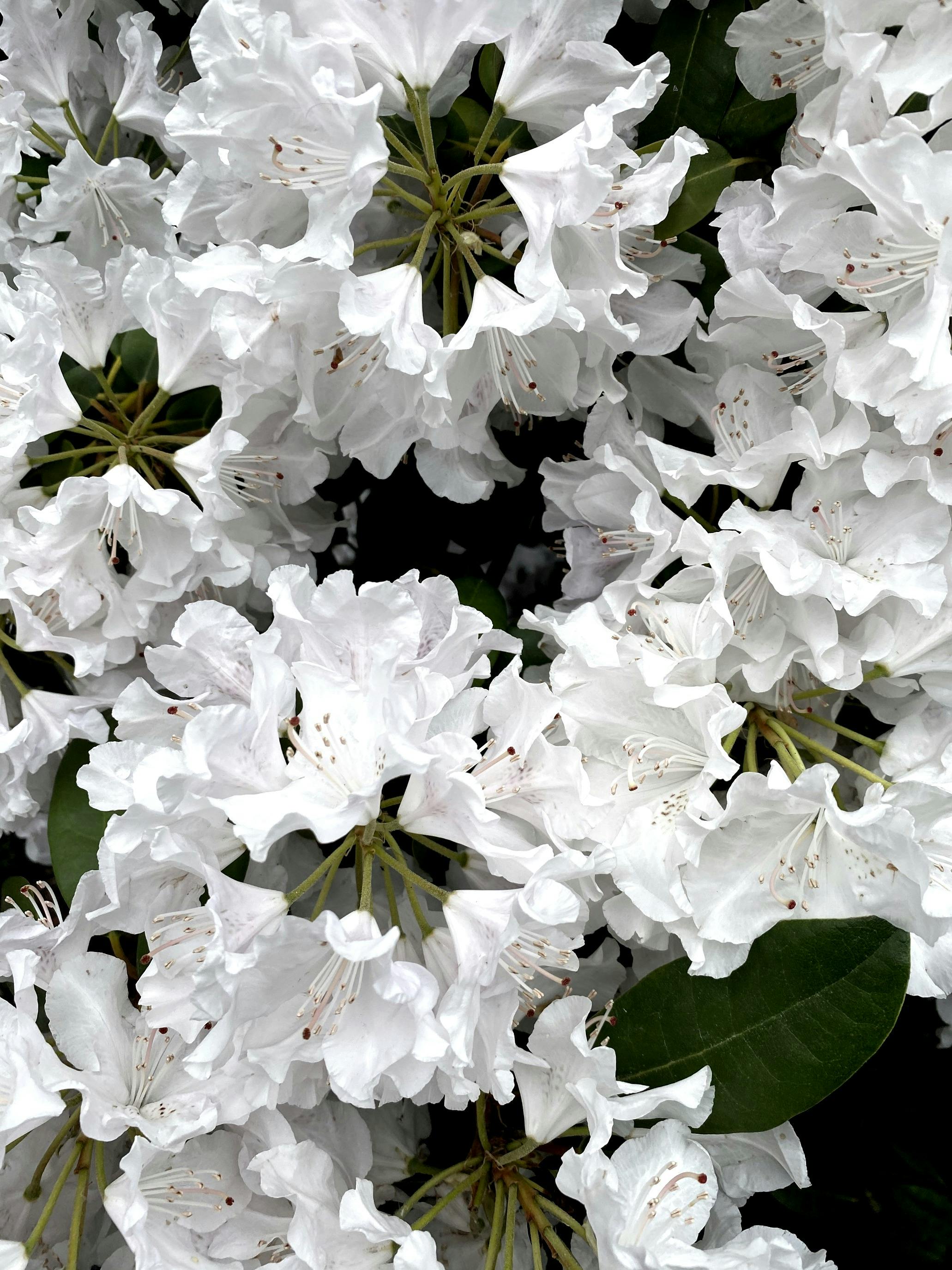 White Rhododendron Photos, Download The BEST Free White Rhododendron