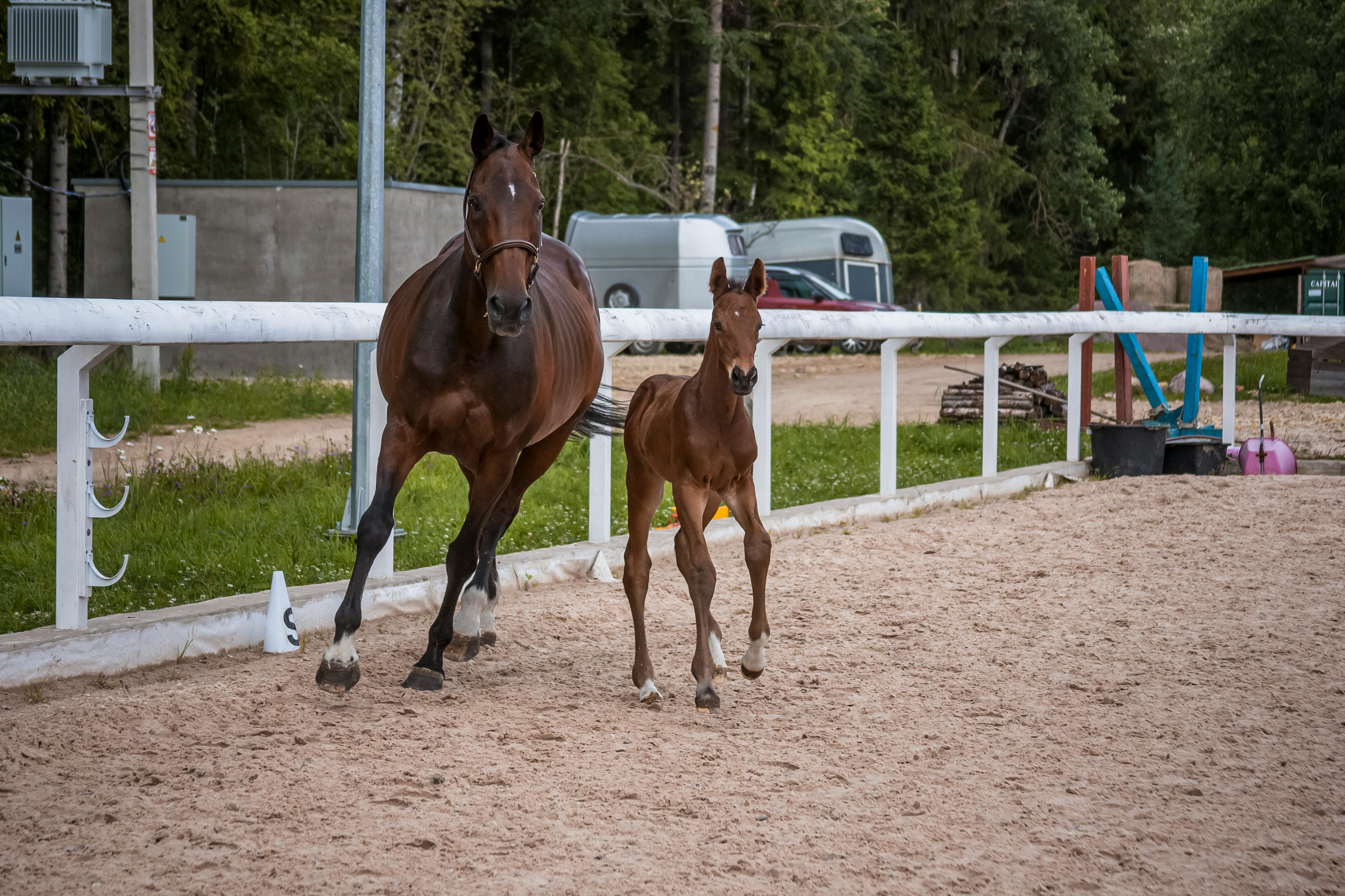 a horse and a foal on dirt ground