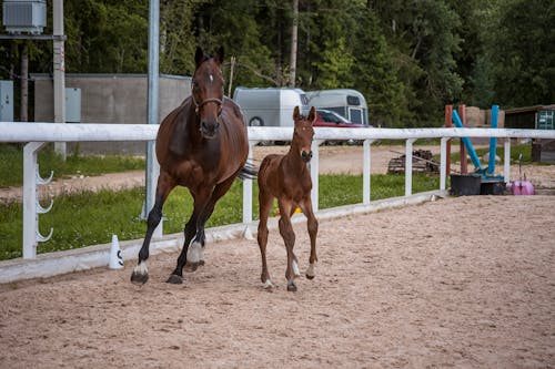 A Horse and a Foal on Dirt Ground