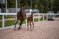 Brown Horse Running on Brown Soil