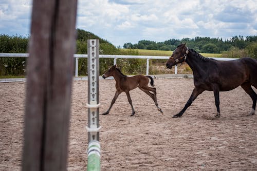 Darmowe zdjęcie z galerii z brązowy koń, koń, konie