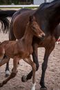 Brown Horse on Brown Soil