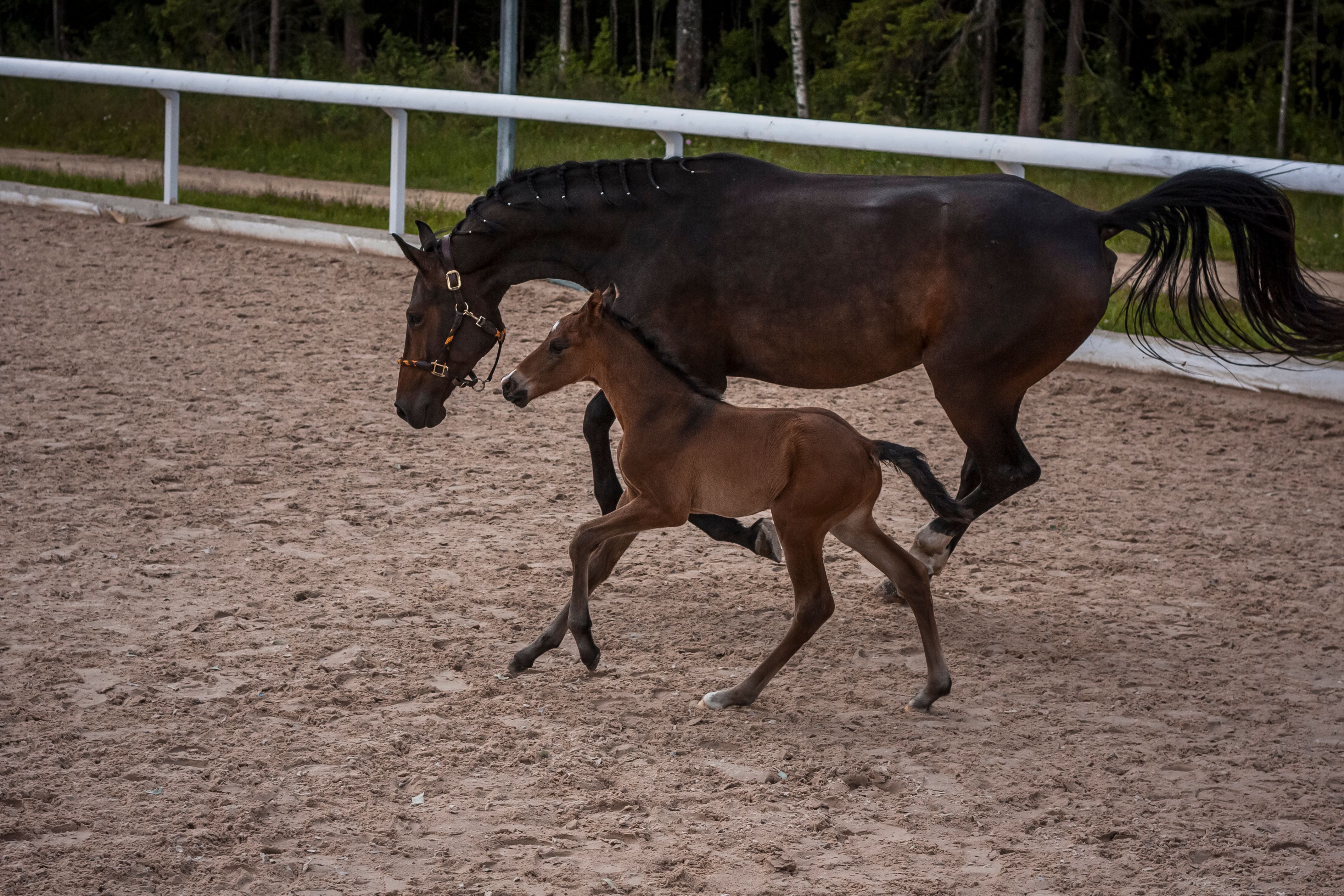 Majestic brown mare and foal trotting on a sandy arena surrounded by a white fence at a horse ranch.