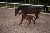 Brown Horse Running on Brown Field