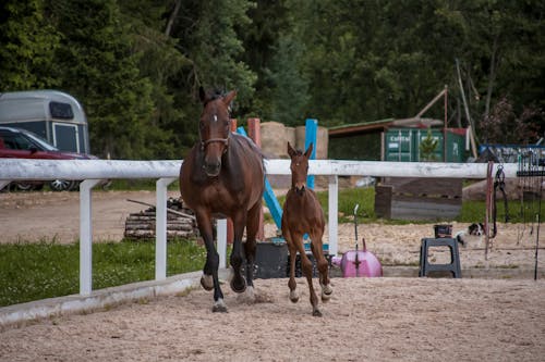 Darmowe zdjęcie z galerii z brązowy koń, koń, konie