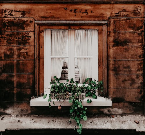 White Curtain and Potted Plant on Windowsill of a Brown Weathered House
