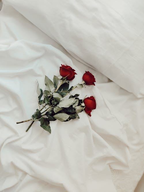 Kostnadsfri bild av blommor, röda rosor, säng