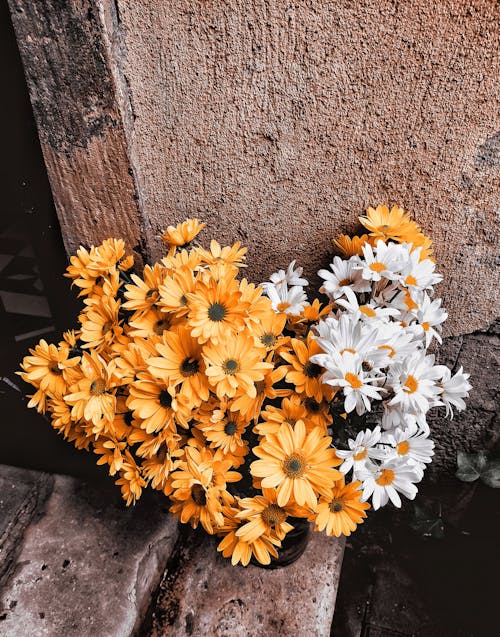 Yellow and White Flowers Beside a Wall